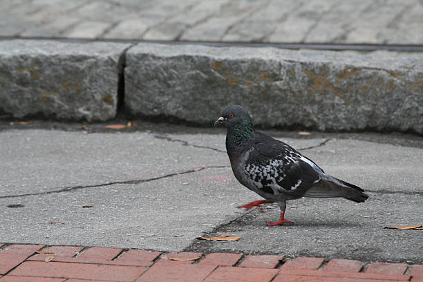 Pigeon walking on a city street stock photo