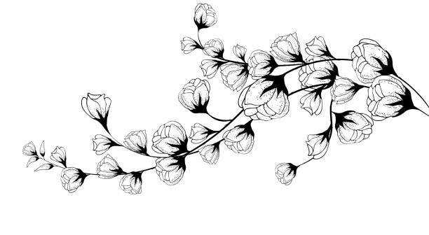 цветочный фон, цветочная композиция, цветочный фон с нежными цветами и ветвями бутонов. рисование от руки. дл�я стилизованного декора, пригл� - bud flower tulip flowers stock illustrations