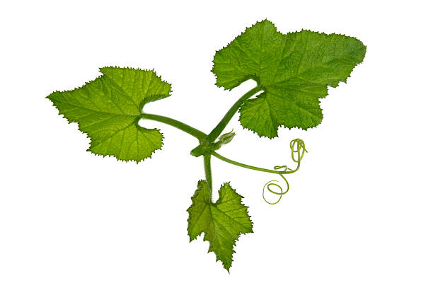 istock Green Ivy leaves on white background 145918285