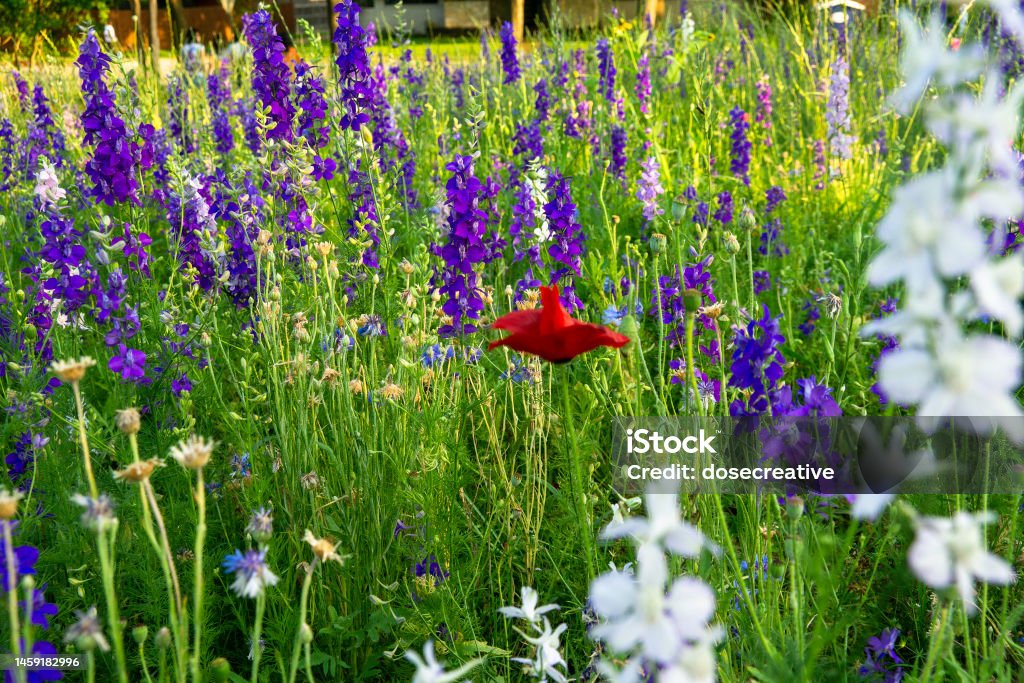 Blue Bonnet Flowers in Texas Blue Bonnet Flowers in Texas in the Spring of 2022. 2022 Stock Photo