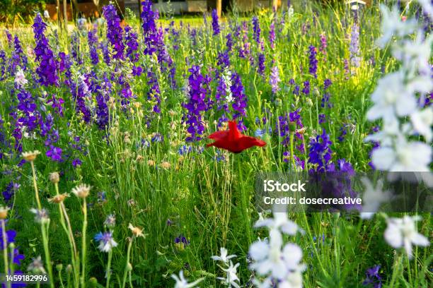 Blue Bonnet Flowers In Texas Stock Photo - Download Image Now - 2022, Agricultural Field, Blue