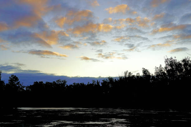 istock Barmah National Park, Victoria, Australia 1459184096