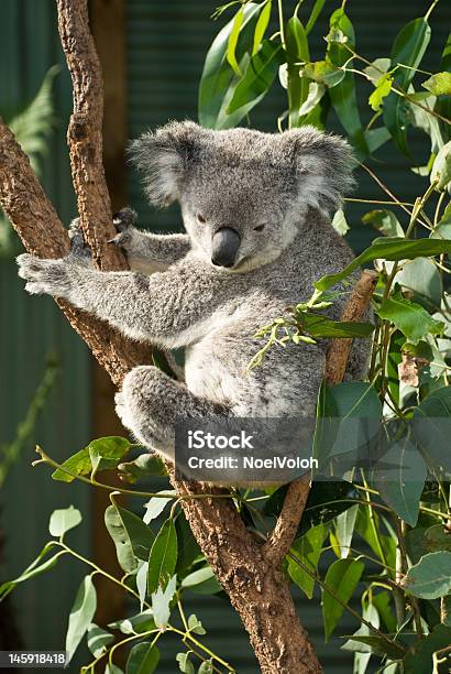 Photo libre de droit de Koala banque d'images et plus d'images libres de droit de Animaux à l'état sauvage - Animaux à l'état sauvage, Arbre, Assis