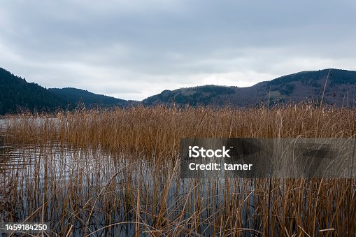istock Brown reeds reflecting on the calm water in autumn, Abant Lake, Bolu, Turkey 1459184250
