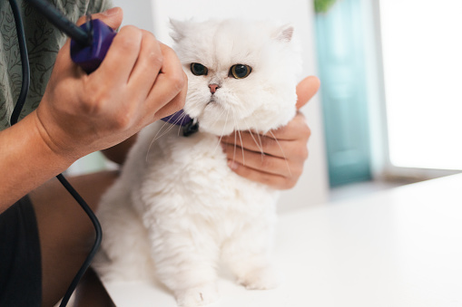 Kitten Grooming - Long Hair Persian Cat Hair Cut with Trimmers - Close Up