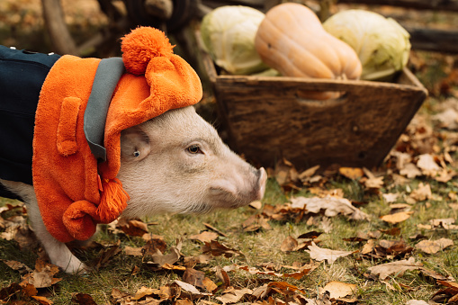 White mini pig in a smart suit posing on an autumn background. High quality photo