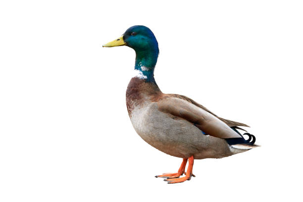 Mallard Male Duck isolated on white background