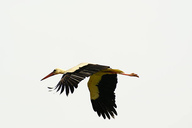 White Stork stock photo