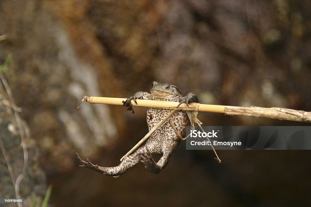 Лягушка hung и бамбуковые палочки - Стоковые фото Амфибия роя�лти-фри