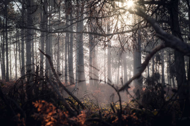 istock Misty morning in the forest on a cold morning 1459185251