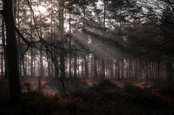 istock Misty morning in the forest on a cold morning 1459185267