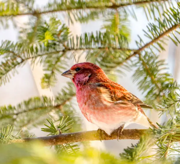 A male purple finch perched in a pine tree.