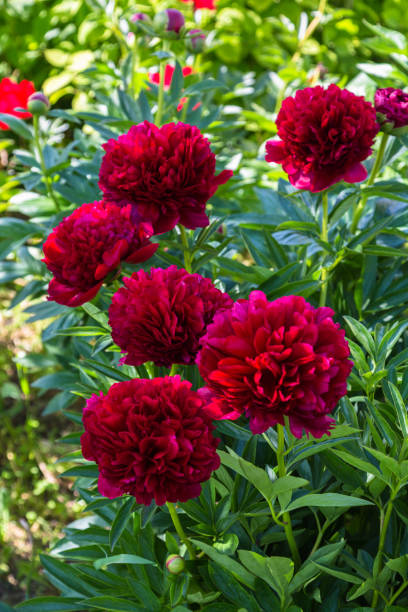 istock Red Peony albiflora. Paeonia officinalis Command Performance in the garden 1459185523