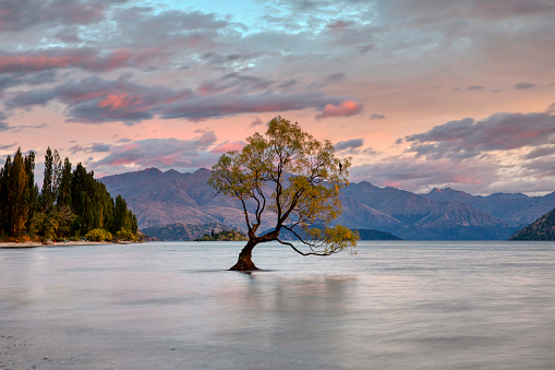 The lone tree at Lake Wanaka, New Zealand