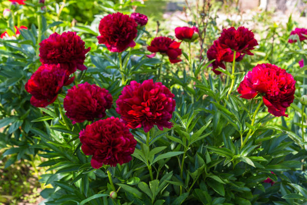 istock Red Peony albiflora. Paeonia officinalis Command Performance in the garden 1459185561