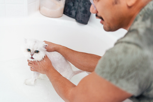 Kitten Bath - Long Hair Persian Cat - Wide Angle