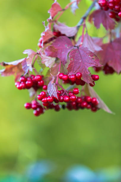 istock Red viburnum berries on a tree in autumn 1459186316