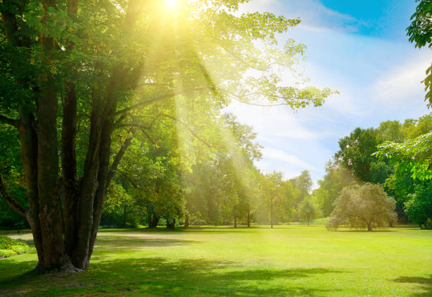istock Sunrise beam in beautiful park 1459186347