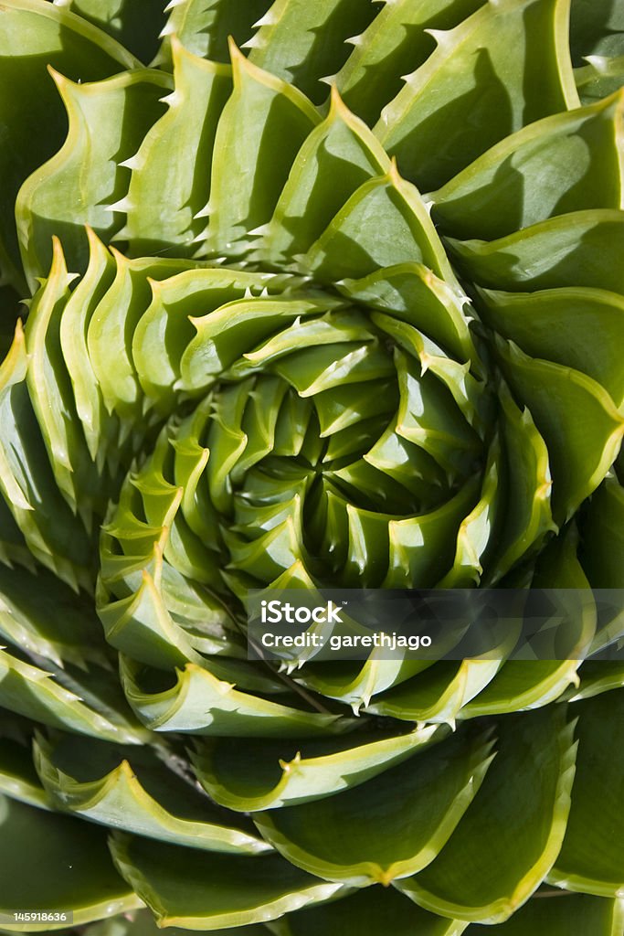 Spirala Cactus - Zbiór zdjęć royalty-free (Abstrakcja)