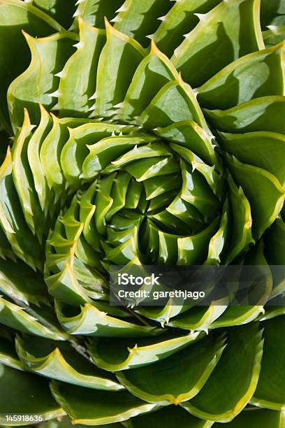 Spirala Cactus - zdjęcia stockowe i więcej obrazów Abstrakcja - Abstrakcja, Bez ludzi, Fotografika