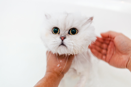 Kitten Bath - Long Hair Persian Cat - Close Up POV