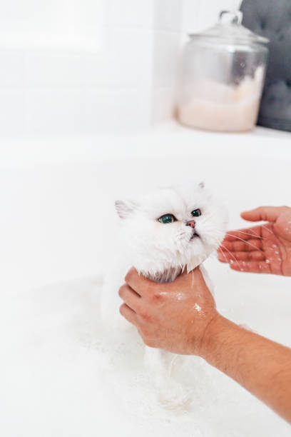 Kitten Bath - Long Hair Persian Cat - Close Up