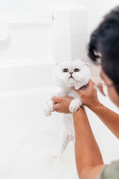 Kitten Bath - Long Hair Persian Cat - Close Up
