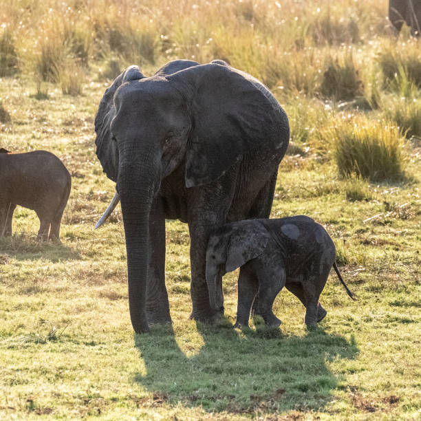istock African Elephant in Chobe National Park 1459187156