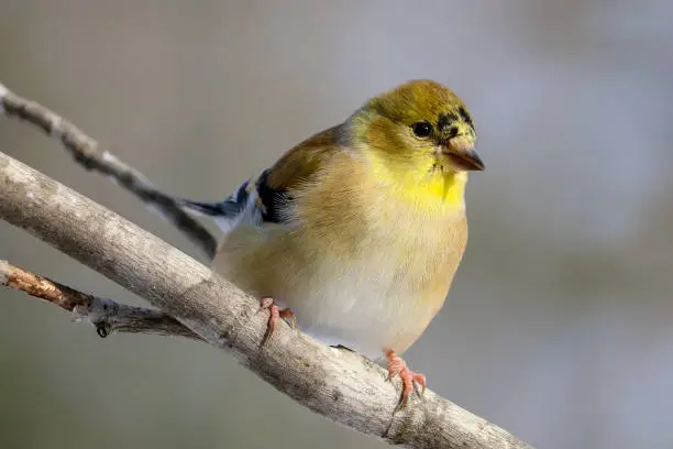 An American goldfinch perched in an ash tree.