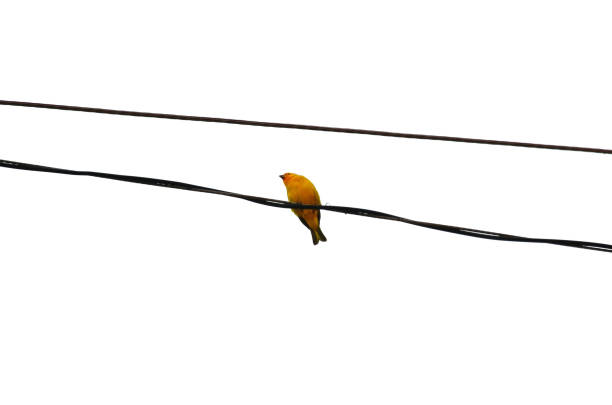 Small yellow bird on a wall under construction with some bricks and cement with some trees and blue sky at background