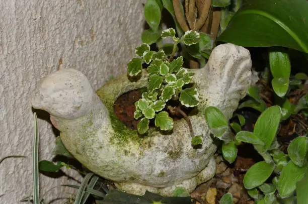 In the dove vase the PlecTranthus Madagagascariensis 'Variegated mintleaf'