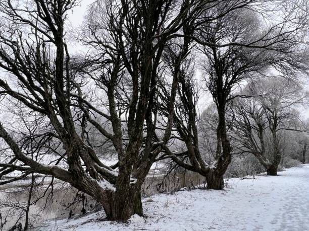雪に覆われた川岸に裸の木があるまだ静かなシーン - 6141 ストックフォトと画像