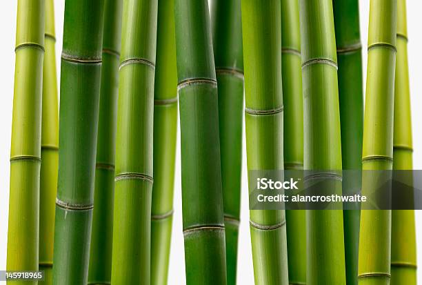 Bamboo Grove Stock Photo - Download Image Now - Backgrounds, Bamboo - Material, Bamboo - Plant