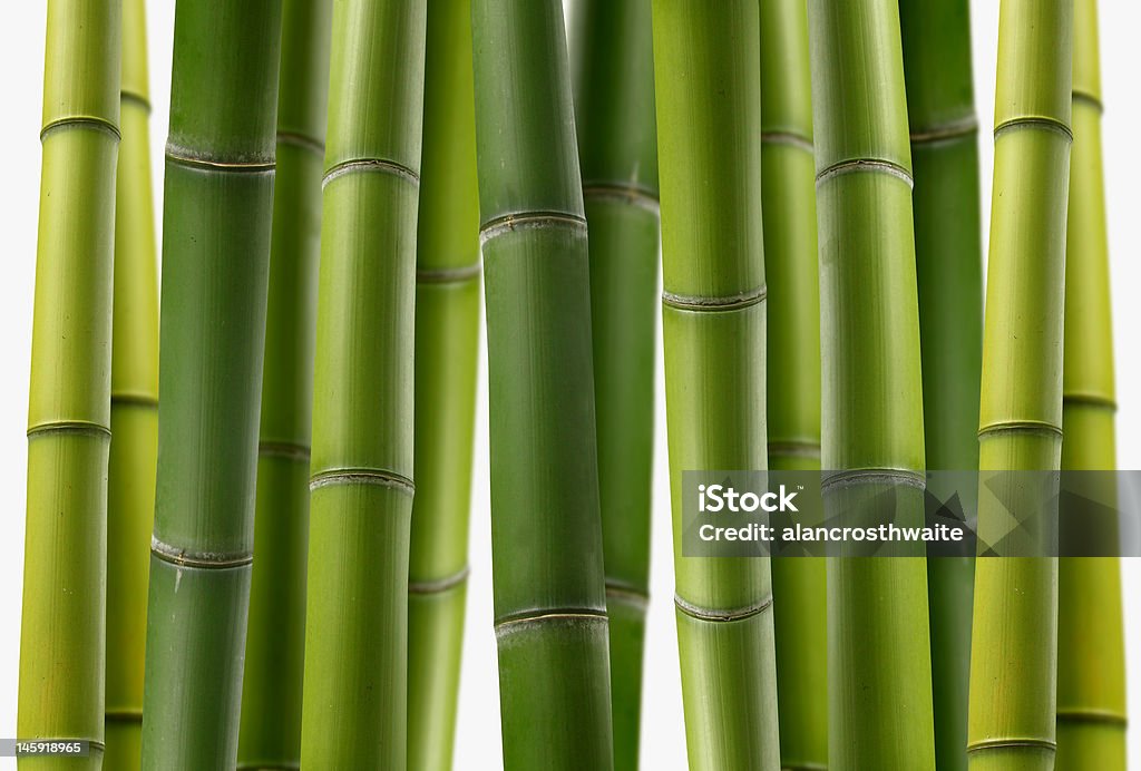 Arvoredo de Bambú - Royalty-free Bambu - Família da relva Foto de stock