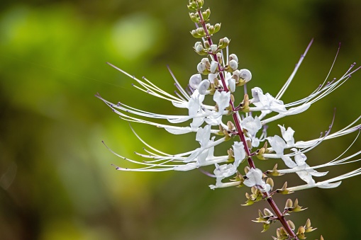 Flowers of a Java tea plant, Orthosiphon aristatus