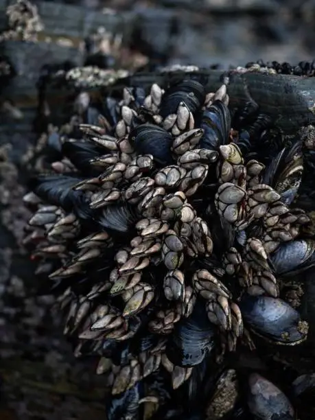 Goose neck barnacle Pollicipes pollicipes percebes growing on mytilidae covered rocks at Praia as Catedrais Cathedrals Beach Ribadeo Galicia Spain