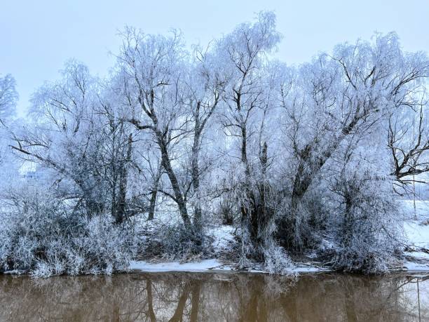 tranquil still scene with bare snowy trees on the riverbank with reflection in water - bare tree winter plants travel locations imagens e fotografias de stock