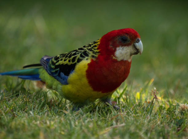 Colourful parrot Eastern rosella Platycercus eximius in green grass of Albert Park in Auckland New Zealand Aotearoa Colourful parrot Eastern rosella Platycercus eximius in green grass of Albert Park in Auckland in New Zealand Aotearoa albert park stock pictures, royalty-free photos & images