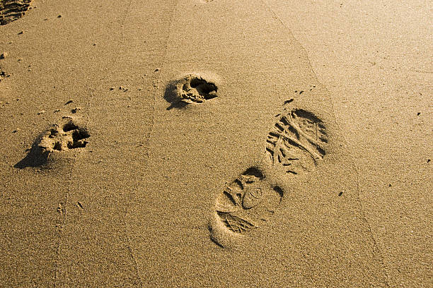 footprints of man and dog stock photo