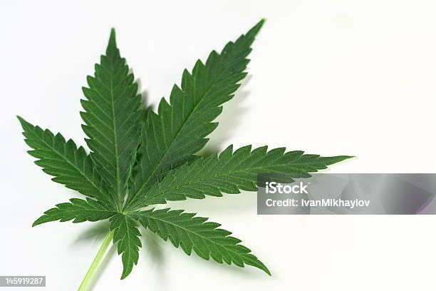 La Foglia - Fotografie stock e altre immagini di Pianta di cannabis - Pianta di cannabis, Adolescente, Marijuana - Cannabis