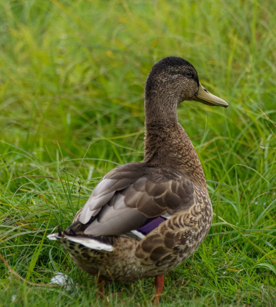 istock Close up of duck standing in grass 1459193621