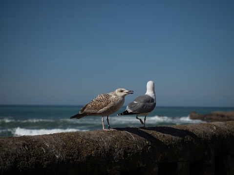 Young and adult european herring gull sitting on seaside atlantic ocean wall in french town Biarritz Nouvelle Aquitaine France
