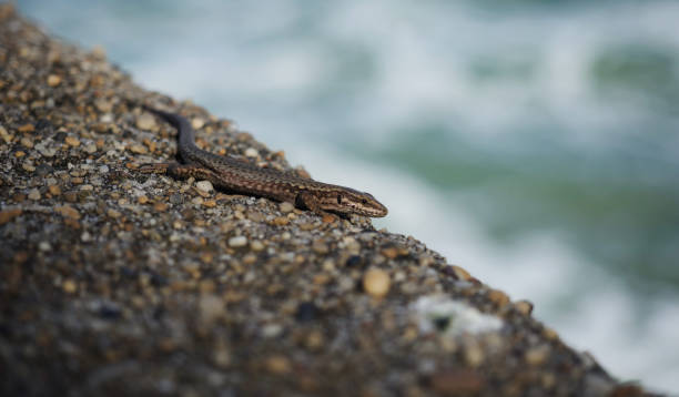 Female common wall lizard podarcis muralis on rock stone wall at atlantic beach coast in french seaside town city Biarritz nouvelle aquitaine basque country France