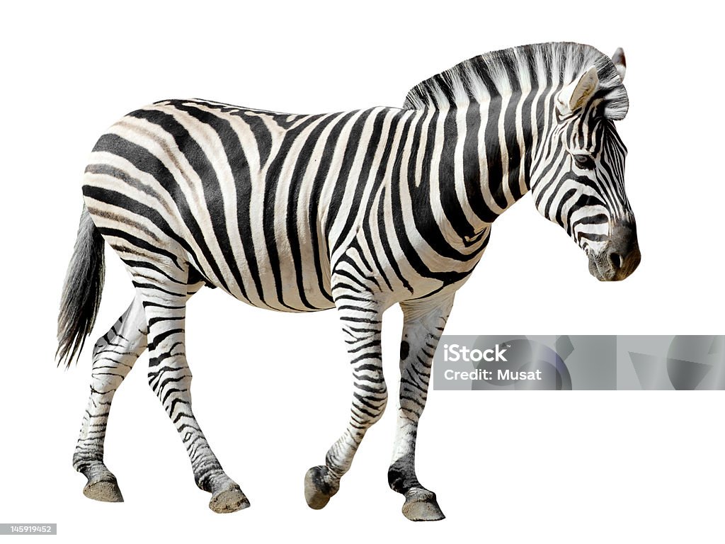 Isolated Burchell Zebra Stock Photo - Download Image Now - Zebra, White  Background, Cut Out - iStock