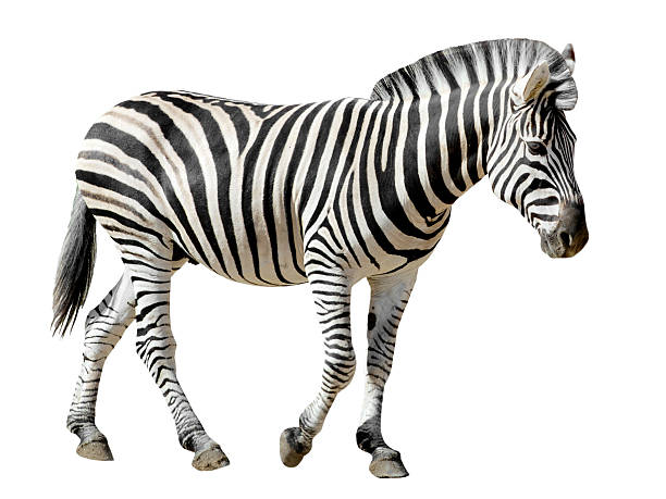 isolado zebra de burchell - zebra imagens e fotografias de stock