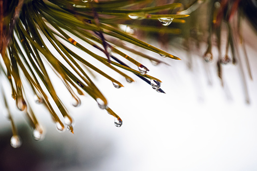 Macro photography stile - close up shot of a water drops on a needle