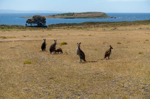 istock Wallaby on Maria Island, Tasmania 1459197059