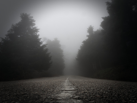 Misty empty road in the foggy forest