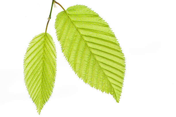 Two fresh green spring beech leave stock photo