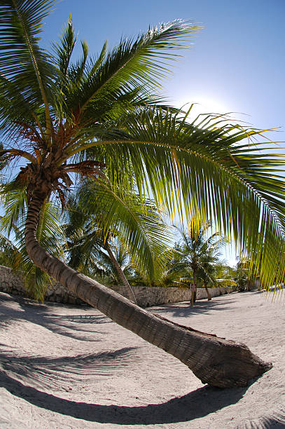 palm trees on santo domingo's white beach stock photo
